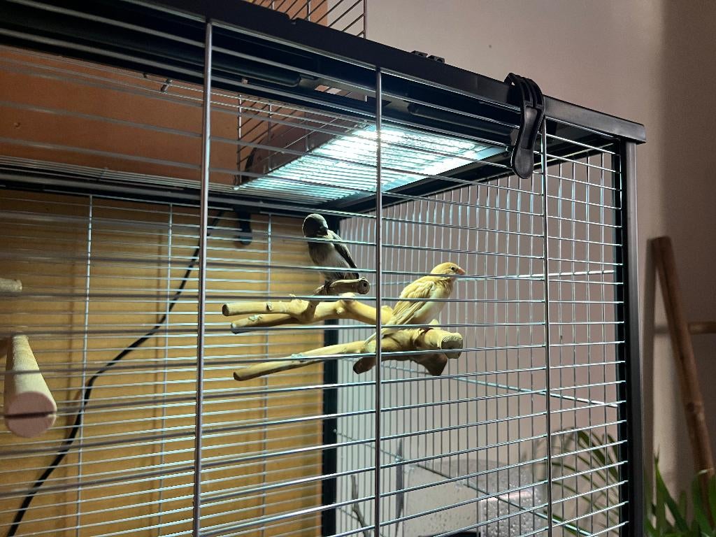 Jonge Japanse Meeuwtjes (broers of zussen), Geslacht onbekend, Tropenvogel