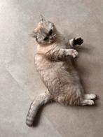 Britse korthaar poes 2 jaar, Poes