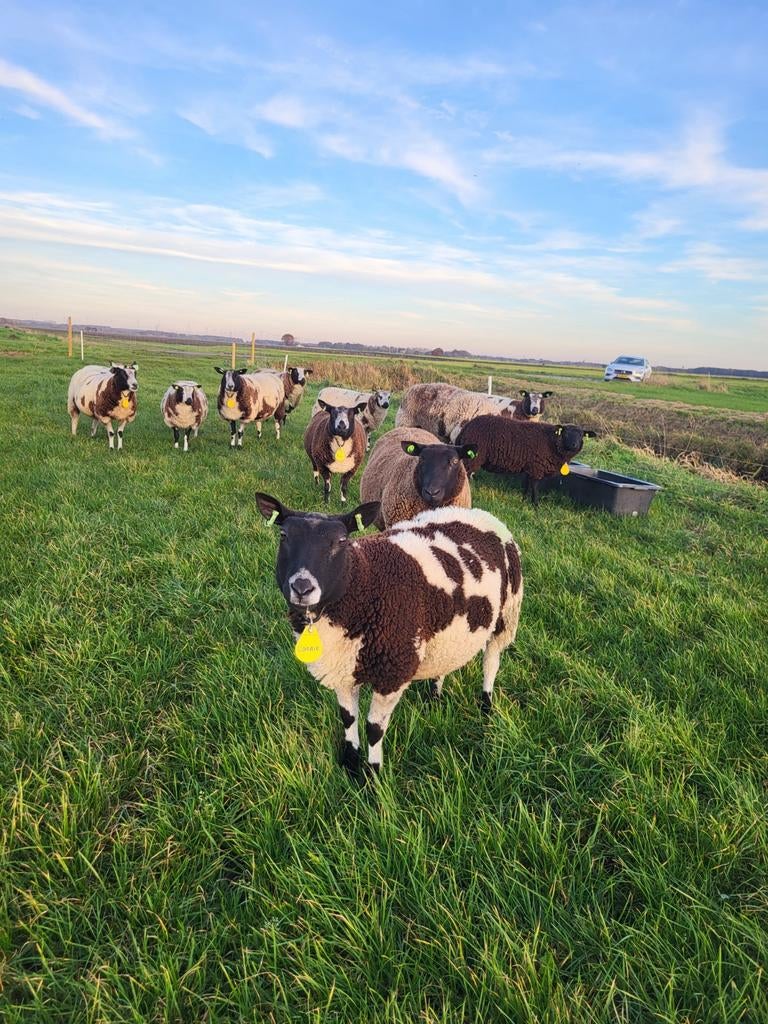 Stalling gezocht voor onze schapen, Dieren en Toebehoren, Stalling