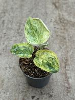 Scindapsus Tembega, Ophalen of Verzenden, Halfschaduw, Minder dan 100 cm