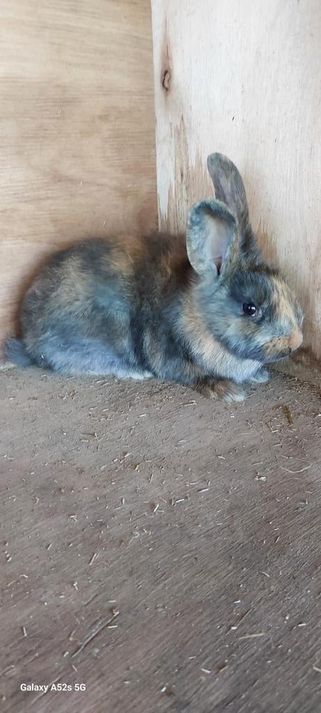 Jonge konijnen, Dieren en Toebehoren, Konijnen, Meerdere dieren