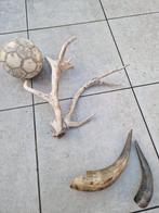 Geweien en 2 bokken schedels - Decoratieve set, Ophalen, Gebruikt, Wild dier, Gewei of Kop