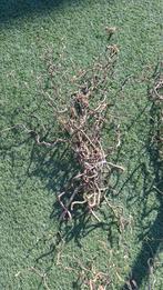 Kronkel hazelaar takken voor Pasen, Ophalen