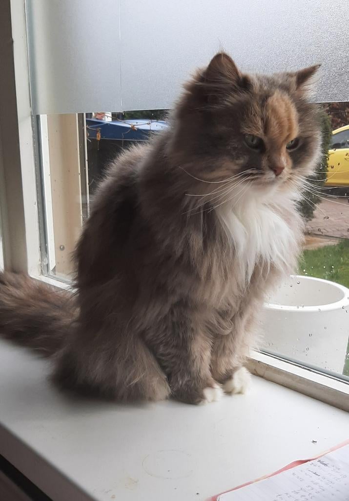 Lieve Ragdoll Poes zoekt een rustig huisje, Dieren en Toebehoren, Katten en Kittens | Raskatten | Langhaar, Poes