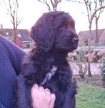 LAATSTE KANS Labradoodle x  Bloedhond / Zwitserse Sennen pup, Dieren en Toebehoren, Honden | Niet-rashonden, Parvo, 8 tot 15 weken