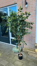 Grote Ficus Benjamina kunstplant., Ophalen, Kunstplant, Zo goed als nieuw, Kunststof