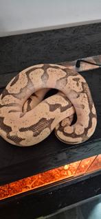 Pastel fire enchi blate, Dieren en Toebehoren, Reptielen en Amfibieën, Slang, 3 tot 6 jaar