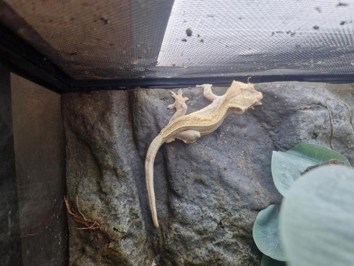 Wimpergekko man Crested Gecko - male for sale from ronnie