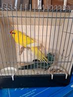 Koppel kakariki  2023 geringd, Dieren en Toebehoren, Vogels | Parkieten en Papegaaien, Meerdere dieren, Parkiet, Geringd