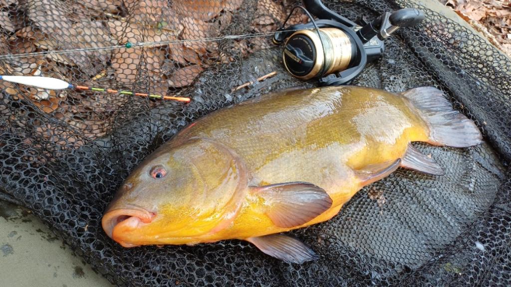 Fox Solar Nash Wychwood, Watersport en Boten, Hengelsport | Karpervissen, Ophalen, Gebruikt, Overige typen