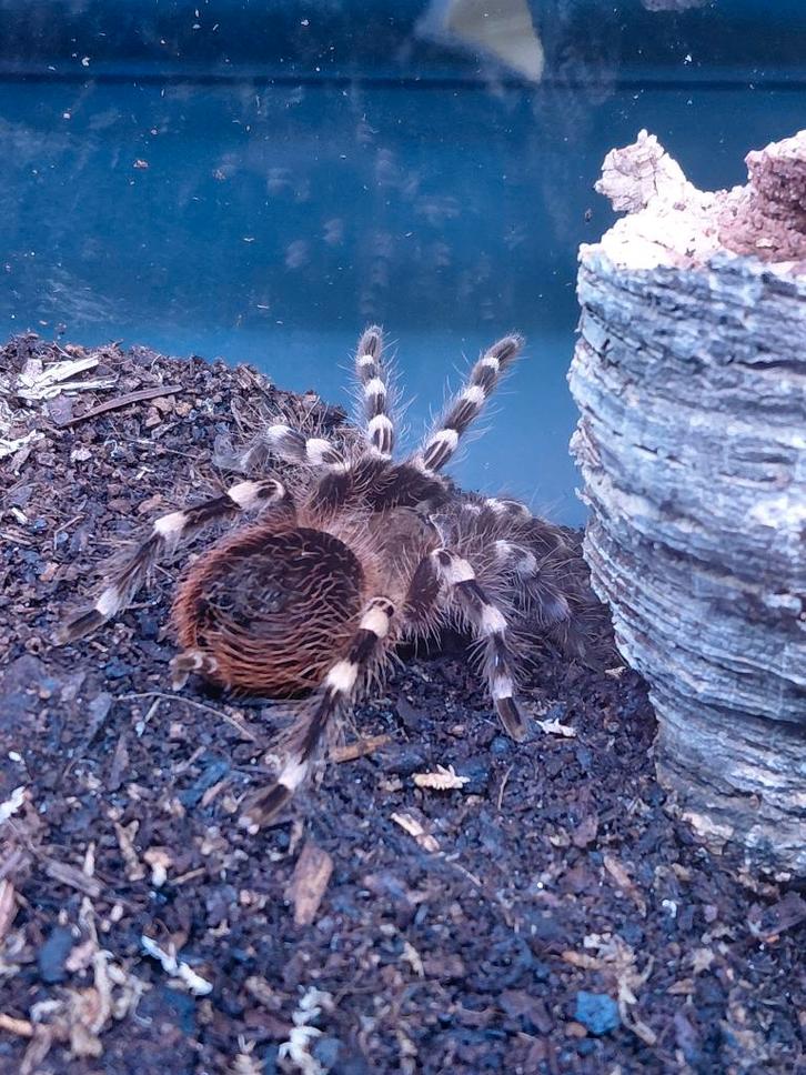 Witknie vogelspin  – Acanthoscurria geniculata, Dieren en Toebehoren, Insecten en Spinnen, Spin of Schorpioen