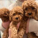 Toy poedel puppy, Dieren en Toebehoren, Honden | Chihuahua's en Gezelschapshonden, Poedel, 8 tot 15 weken, Parvo, Meerdere