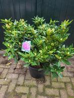 Mooie grote rhododendrons in diverse kleuren, Ophalen of Verzenden, Overige soorten, Volle zon