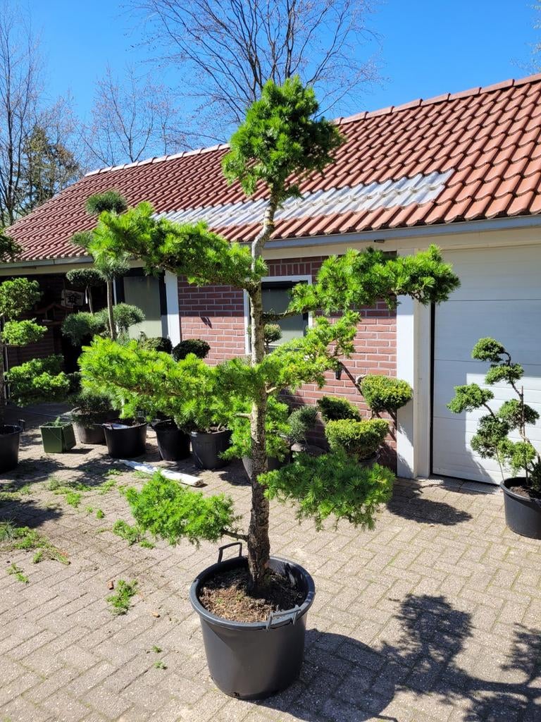 2 unieke Lariks Kaempferi Bonsai Pon Pon - 25 jaar oud, Ophalen, Overige soorten, Volle zon