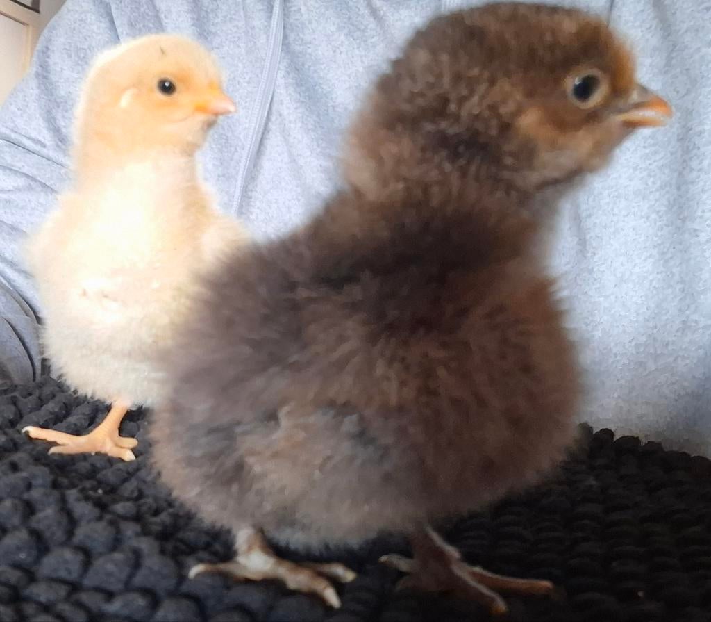 Orpington kuikens, Dieren en Toebehoren, Meerdere dieren, Kip