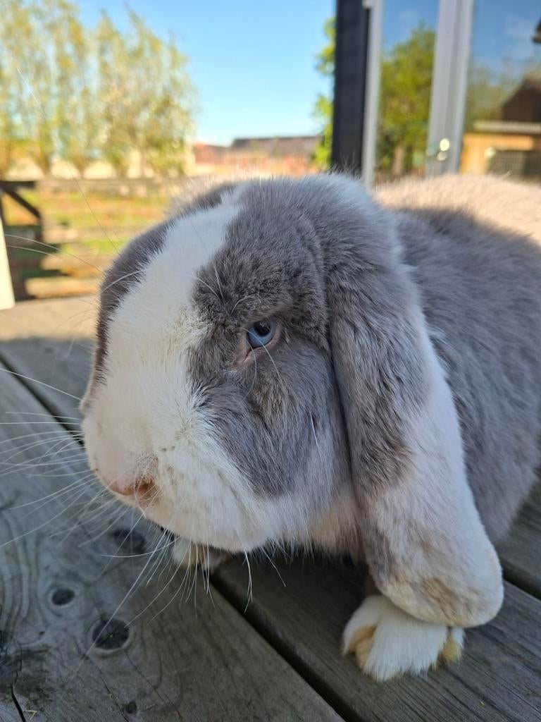 Franse Hangoor ram, Dieren en Toebehoren, Konijnen, Mannelijk, Groot, Hangoor