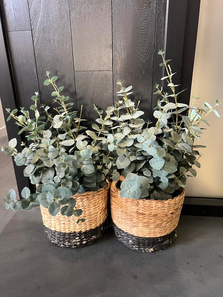 Kunst Eucalyptus, Ophalen, Binnen, Groen, Receptie@gelderschehoutbouw.nl