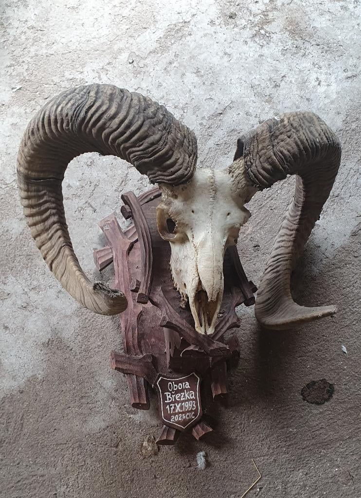 moeflon gewei, Ophalen, Gebruikt, Wild dier, Gewei of Kop