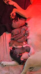 Puppys Pitbull / Amerikaanse Stafford, 8 tot 15 weken, Parvo, Meerdere, Meerdere dieren