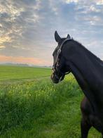 Lieve merrie te koop, B, 7 tot 10 jaar, 160 tot 165 cm, Recreatiepaard