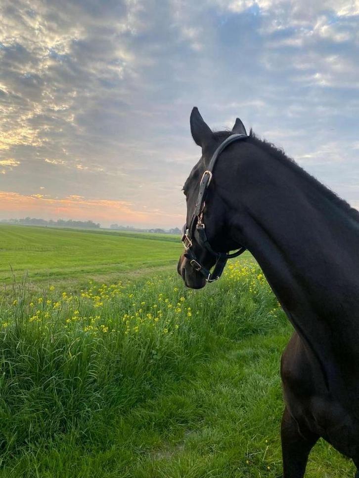 Lieve merrie te koop, Dieren en Toebehoren, Paarden, Merrie, B, 160 tot 165 cm, 7 tot 10 jaar, Recreatiepaard, Gechipt, Ontwormd