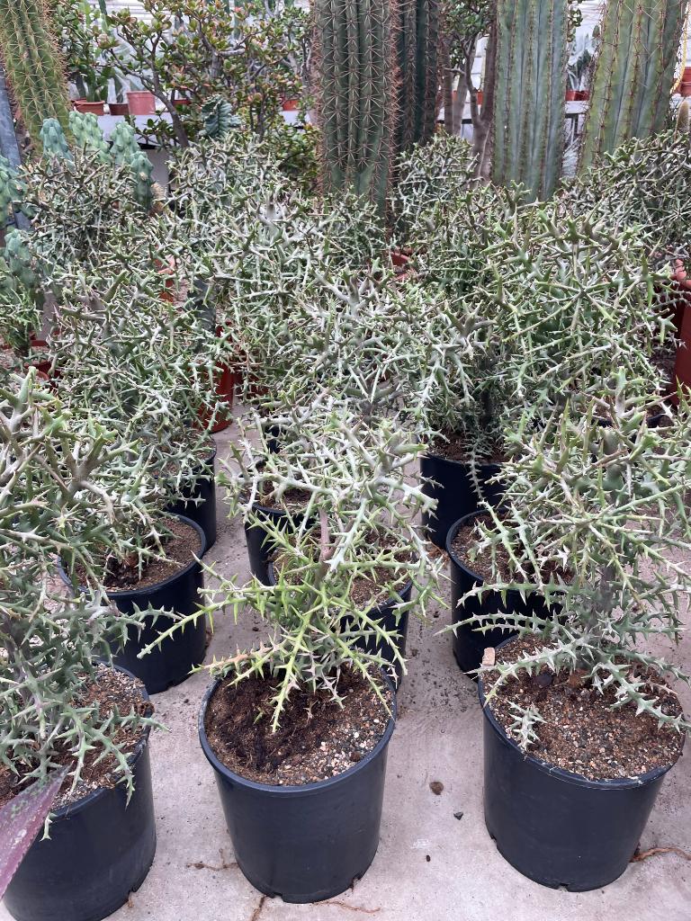 Euphorbia Stenoclada Baill uit Madagaskar in potmaat 24cm, Minder dan 100 cm, Bloeiende kamerplant, Halfschaduw, Ophalen of Verzenden