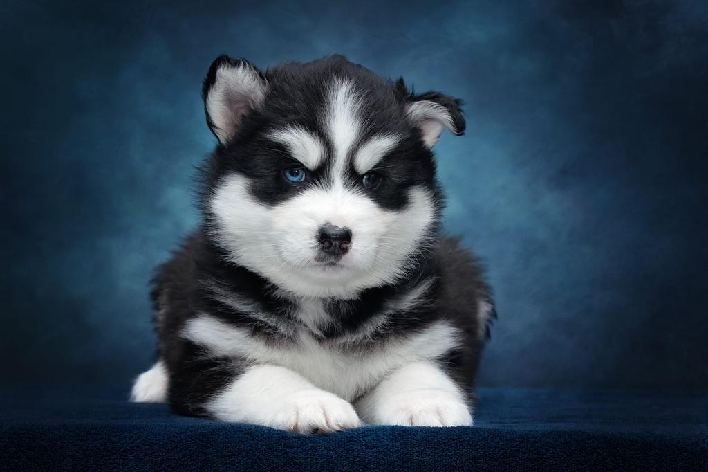 Lieve, Knappe, Gezonde pomsky pups te reseveren, Dieren en Toebehoren, Honden | Poolhonden, Keeshonden en Oertypen, 8 tot 15 weken