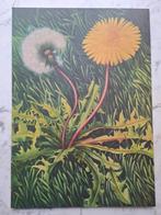 Paardenbloem botanische prent dandelion, Verzenden, Nieuw