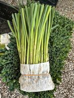 Zomer prei, Tuin en Terras, Ophalen of Verzenden, Eenjarig, Overige soorten, Volle zon