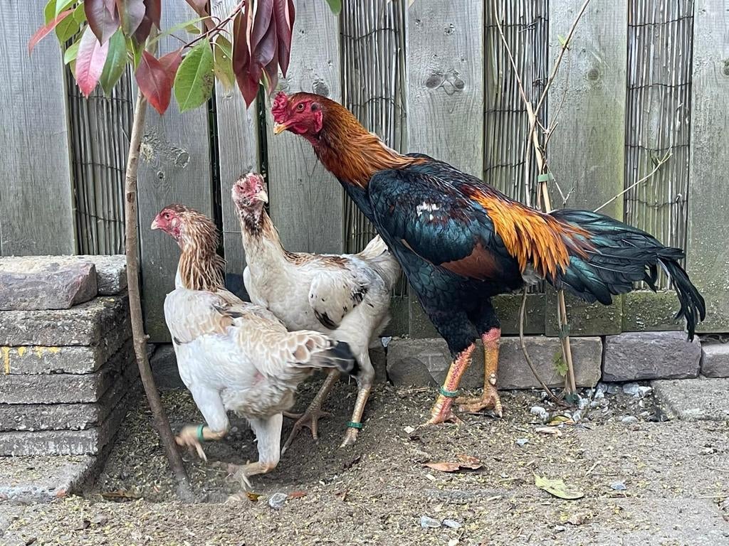 Shamo han en hennen, Dieren en Toebehoren, Vrouwelijk, Kip