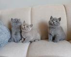 Britse korthaar kittens, Dieren en Toebehoren, Katten en Kittens | Raskatten | Korthaar, Meerdere dieren, Ontwormd, 0 tot 2 jaar
