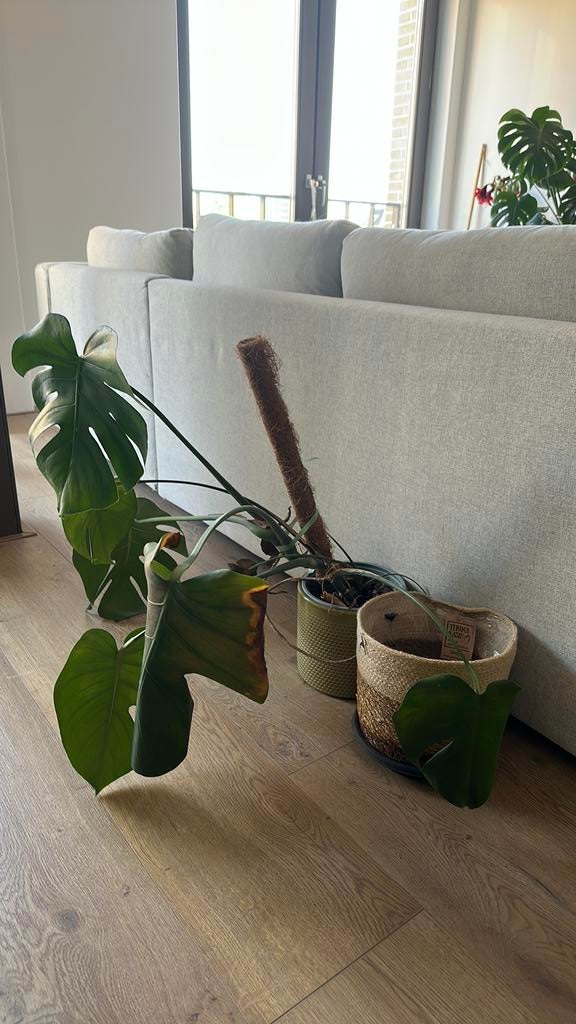 Monstera gratis ophalen, Huis en Inrichting, Kamerplanten, Ophalen, Halfschaduw, Minder dan 100 cm