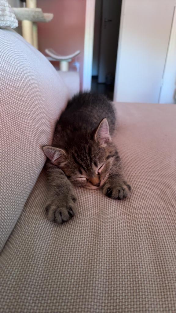 Kitten 10 weken, Kater, Gechipt, 0 tot 2 jaar