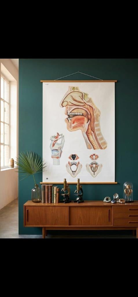 Vintage anatomische schoolplaat keel 85x115 cm, Antiek en Kunst, Ophalen of Verzenden, Natuur en Biologie