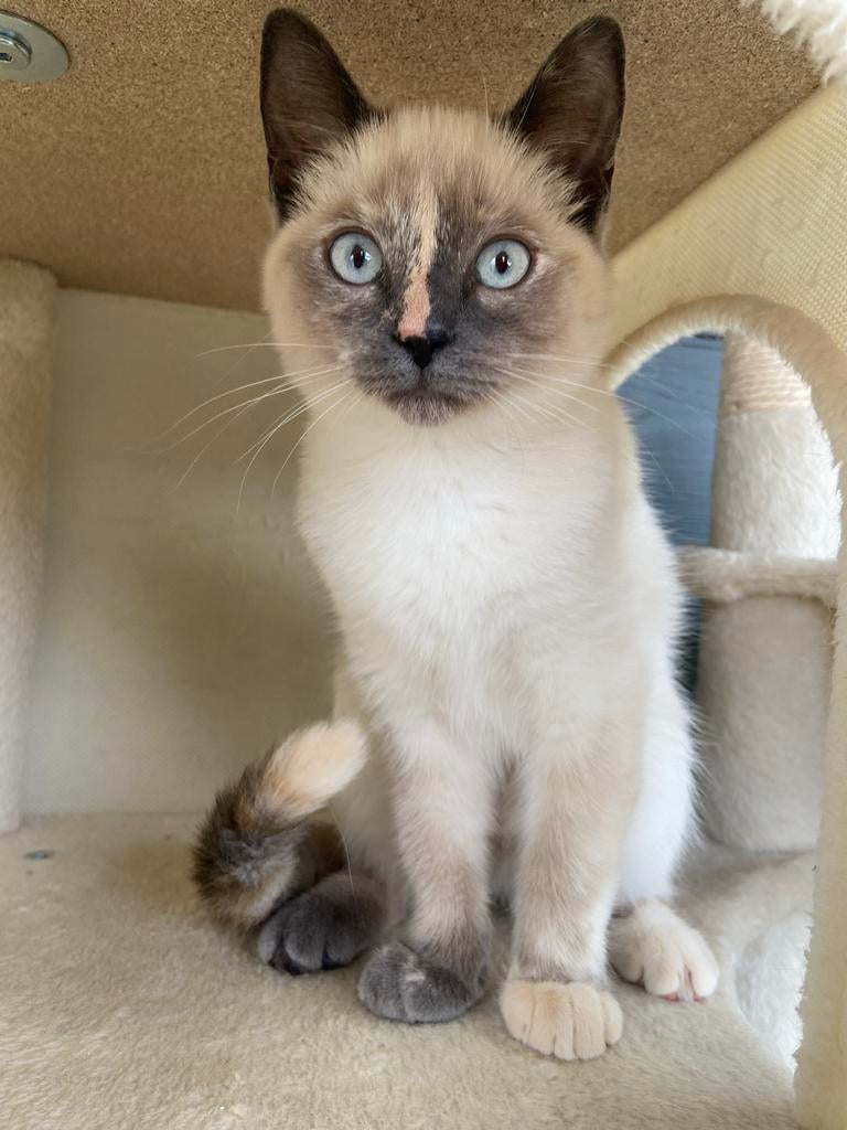 Lieve ragdoll poesje/kitten, Poes, 0 tot 2 jaar