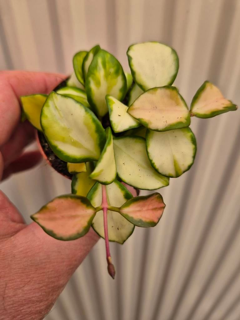 Hoya Heusckeliana Variegata p6