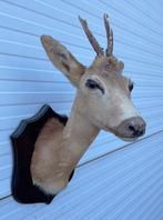 OPRUIMING: opgezet kopje REEBOK (gewei), Ophalen of Verzenden, Gebruikt, Hert, Opgezet dier