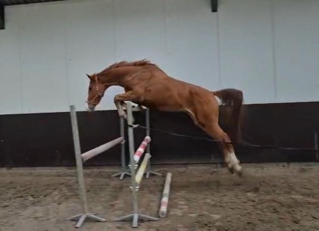 Te koop 4 jarig paard, Dieren en Toebehoren, Paarden, Ruin, 165 tot 170 cm, 3 tot 6 jaar, Recreatiepaard, Met stamboom, Gechipt