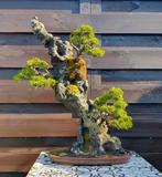 Unieke bonsai compositie op rots – decoratief en karaktervol, Bloeit niet, Halfschaduw, Overige soorten, Minder dan 100 cm