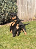 lieve Rottweiler pups, 8 tot 15 weken, Meerdere, Meerdere dieren, Rottweiler