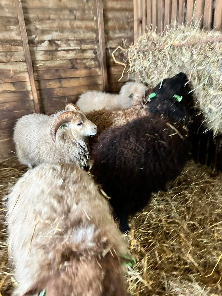 Gezocht! Grijze stamboek ooi ouessant, Dieren en Toebehoren, Schapen, Geiten en Varkens, Vrouwelijk, Schaap