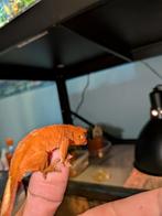 Jonge wimpergekkos, 0 tot 2 jaar