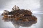 Koppel Ancistrus (Bristlenose Pleco) – Man & Vrouw, Vis