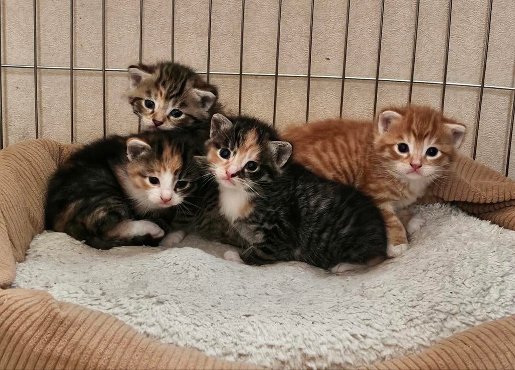Prachtige gezonde lieve kittens, Dieren en Toebehoren, Meerdere dieren, Ontwormd