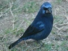 Te koop jonge Braziliaanse Blauwe bisschoppen mannen [2025], Dieren en Toebehoren, Vogels | Overige Vogels, Meerdere dieren