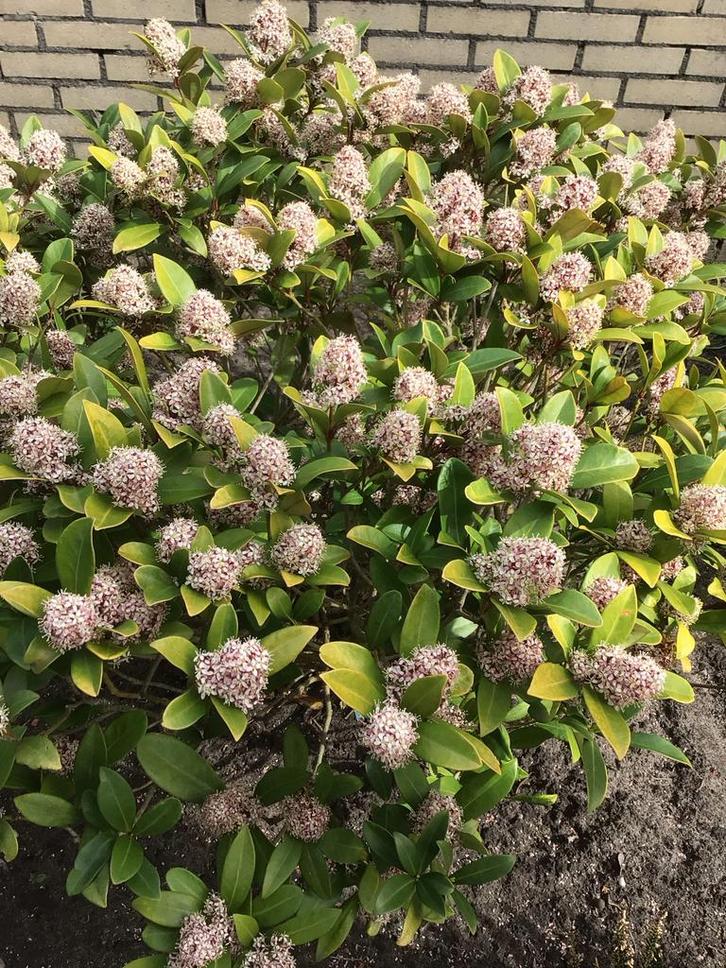 Skimmia: Wintergroene sierheester met prachtige bloemen, Tuin en Terras, Planten | Tuinplanten, Vaste plant, Overige soorten, Halfschaduw