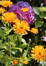 Goudsbloem zaden, Calendula officinalis, Verzenden, Volle zon
