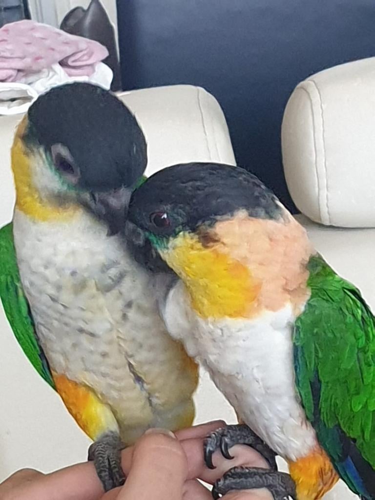 Zwartkop koppel onverwant met kooi, Dieren en Toebehoren, Vogels | Parkieten en Papegaaien, Meerdere dieren, Papegaai, Geringd