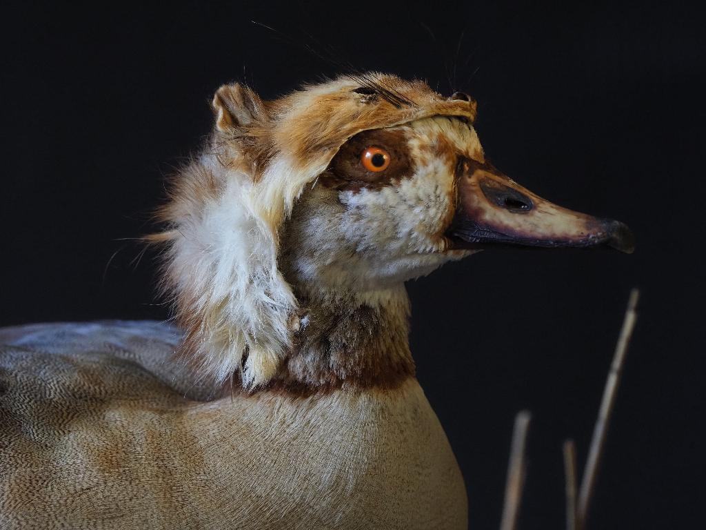 Opgezette Nijlgans met Martermuts, Ophalen, Nieuw, Vogel, Opgezet dier