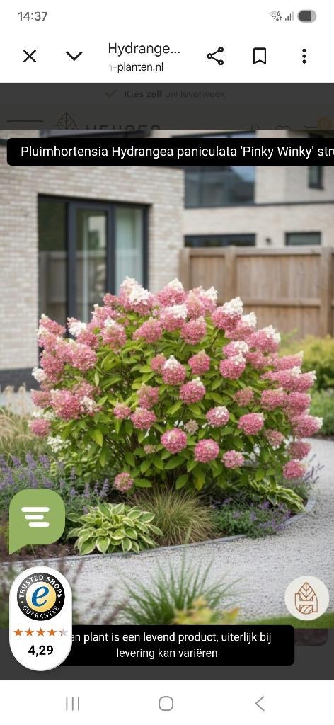 Hortensia's (pinky winky), Volle zon, Vaste plant, Zomer, Ophalen